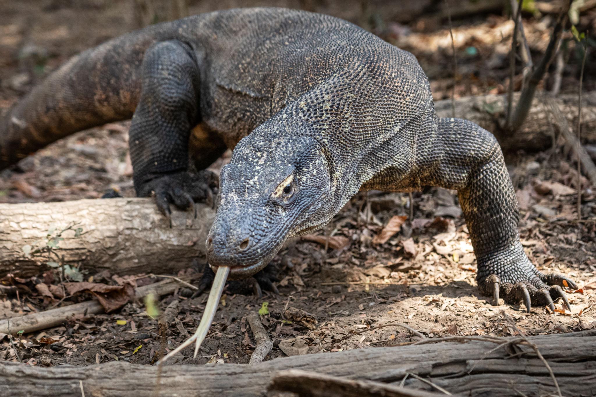Komodo Island