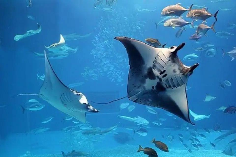 Manta Point