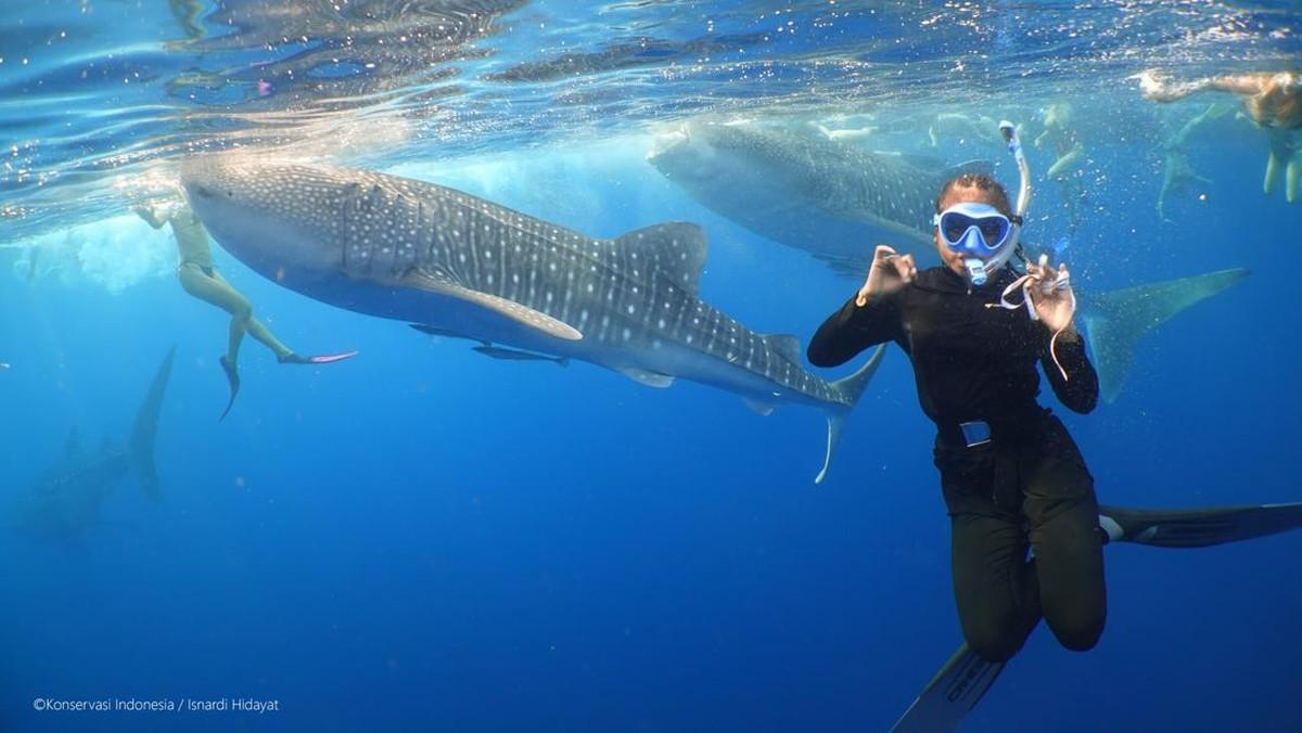 Freediver underwater with a whale shark at Saleh Bay