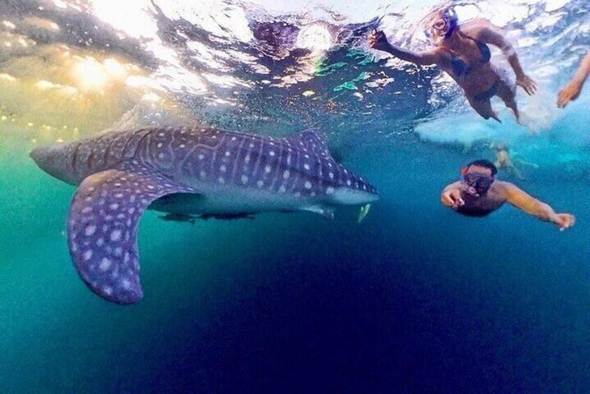 Snorkelers swimming beside a whale shark at Saleh Bay