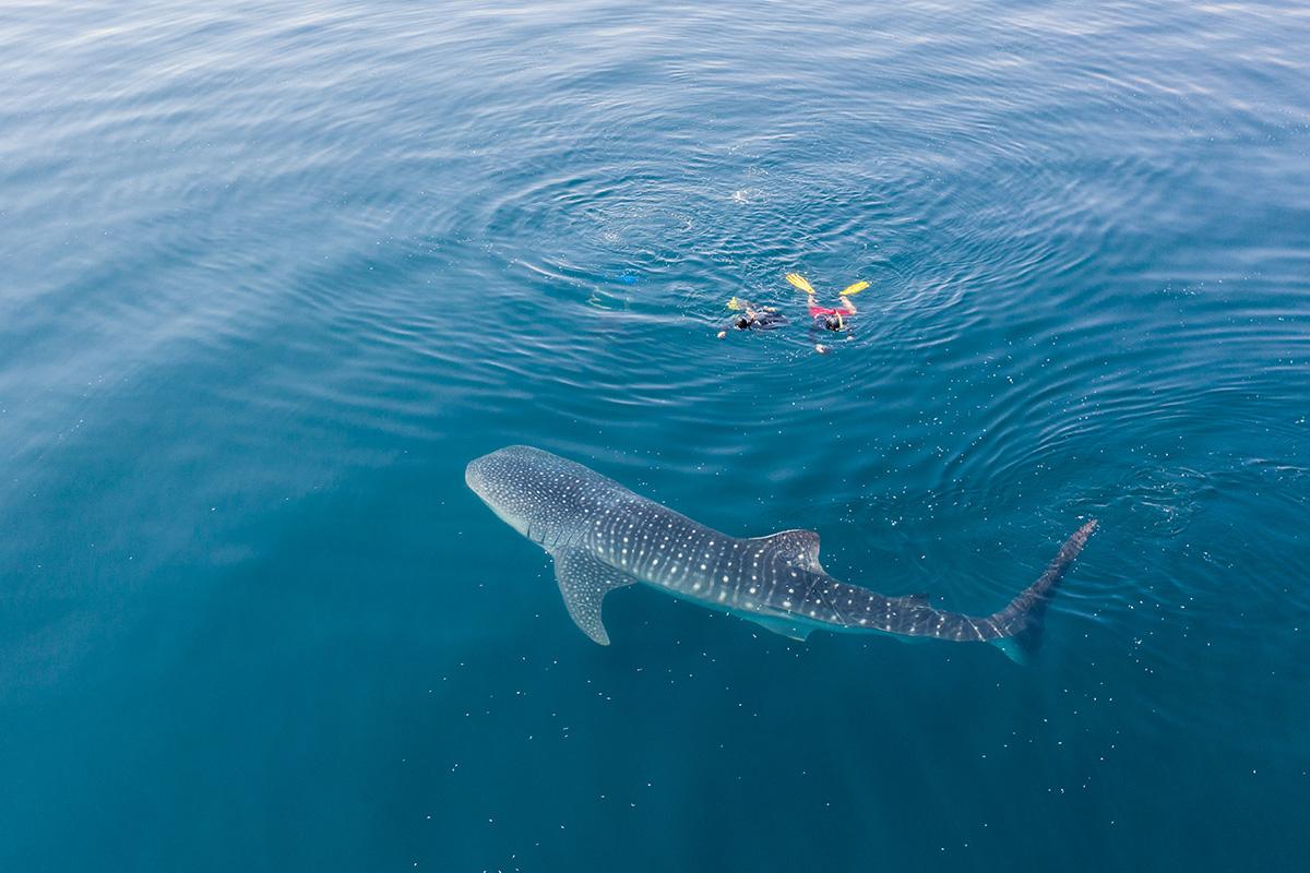 Aerial view of a whale shark surrounded by swimmers in Saleh Bay